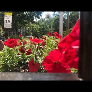 Meet your Posher, Toni